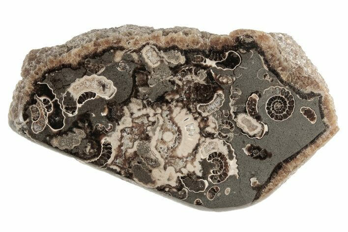 Polished Ammonite (Promicroceras) Slice - Marston Magna Marble #211368